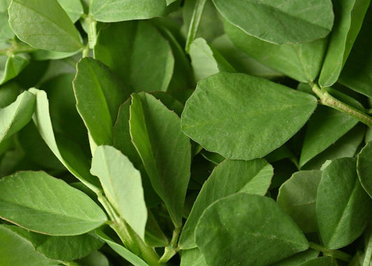 A close-up view of fresh green leafy methi herb, showing detailed foliage and stems.