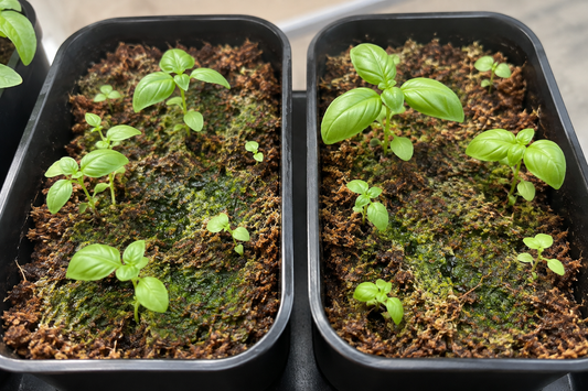 Why is green algae growing on the grow medium?