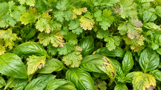 Tips for discoloured leaves