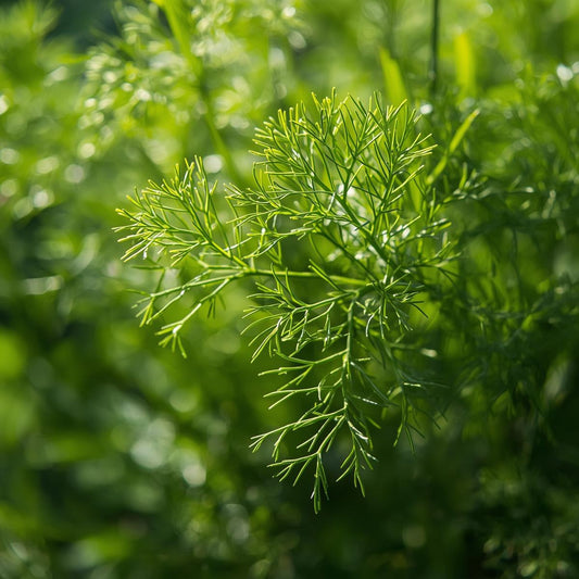 how to grow Dill using em-Li Green, a smart indoor garden for modern homes
