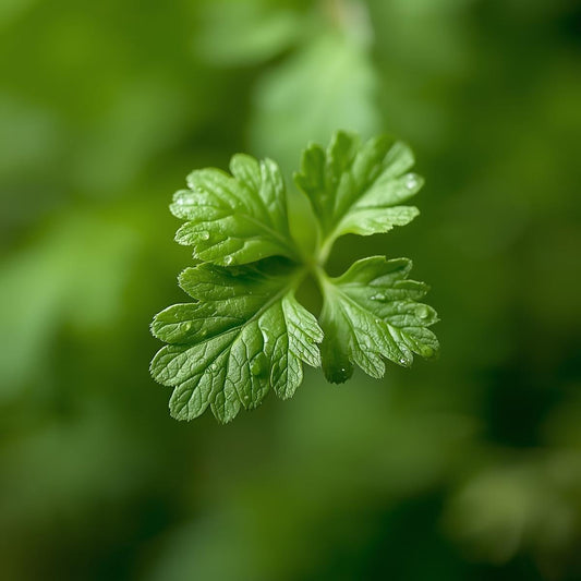 how to grow coriander and parsley using em-Li Green, a smart indoor garden for modern homes