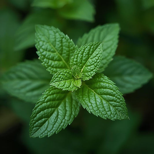 how to grow peppermint using em-Li Green, a smart indoor garden for modern homes