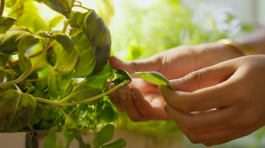 How to prune and harvest your plants?