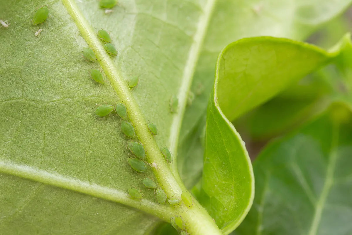 Bug prevention methods