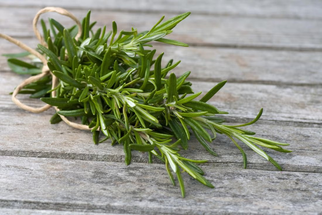 how to grow rosemary using em-Li Green, a smart indoor garden for modern homes