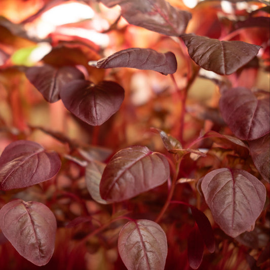 Close-up of red amaranth leaves with a warm, grow light lit background.