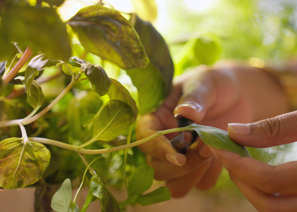 Close-up of hands holding a fresh green leaf on a leafy plant in a garden or farm setting, with soft natural light and blurred green foliage in the background.