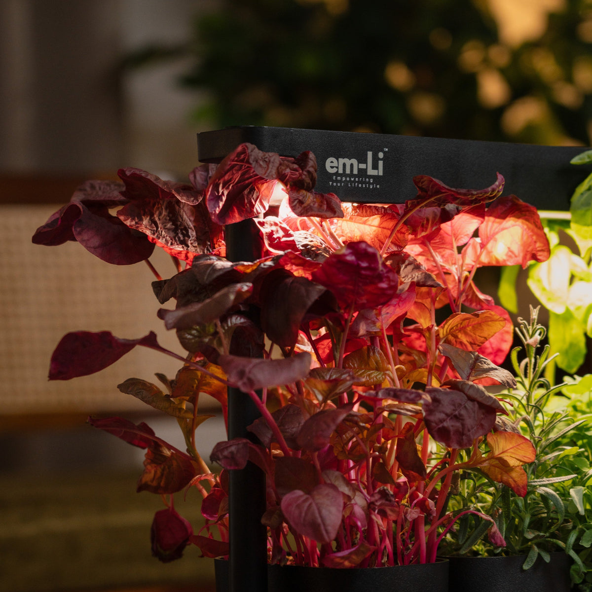A close-up of an em-Li indoor garden system with red and burgundy leafy plants growing in black pots, illuminated by warm red LED lights, set in a cozy indoor environment.