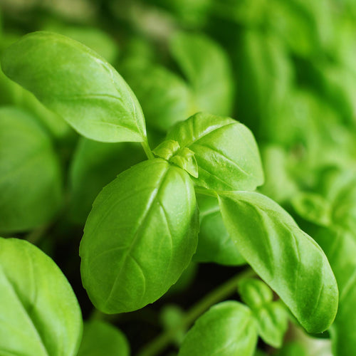 Close-up of fresh green basil leaves with a soft blurred background of more foliage.