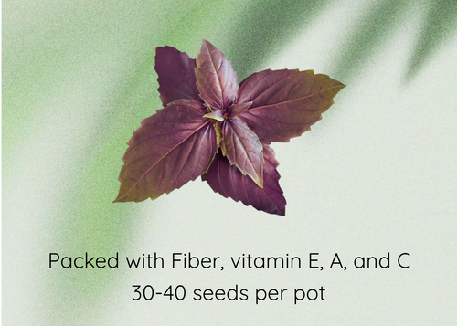 Basil Purple Seeds promotional graphic featuring a central photo of purple basil leaves on a soft green background with text reading 'Basil Purple Seeds' and 'Packed with Fiber, vitamin E, A, and C / 30-40 seeds per pot'.