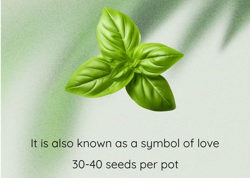 Basil seeds product graphic with a green basil leaf illustration centered on a soft light green background, with text reading 'Basil Seeds' and 'It is also known as a symbol of love / 30-40 seeds per pot'.