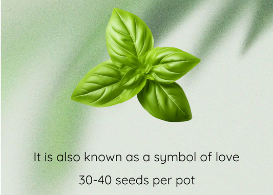 Basil seeds product graphic with a green basil leaf illustration centered on a soft light green background, with text reading 'Basil Seeds' and 'It is also known as a symbol of love / 30-40 seeds per pot'.