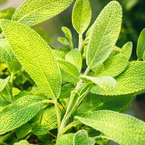 Close-up of a leafy green sage herb plant with textured, velvety oval leaves growing, photographed indoors with soft natural light.