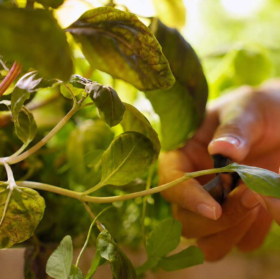 Close-up of a person's hands holding a small green leaf on a leafy green plant, with a soft-focus outdoor garden background.