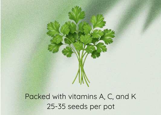 A graphic showing a bunch of fresh green coriander leaves centered on a soft pale green background with text reading 'Coriander Seeds' at the top and 'Packed with vitamins A, C, and K / 25-35 seeds per pot' at the bottom.