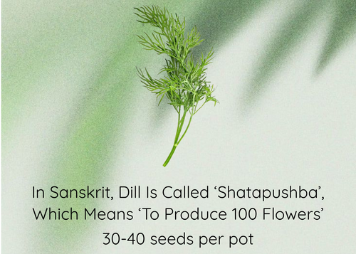 A green herb sprig of dill seeds centered on a pale green background with text reading 'Dill Seeds' and a descriptive caption about the Sanskrit name and seed count.