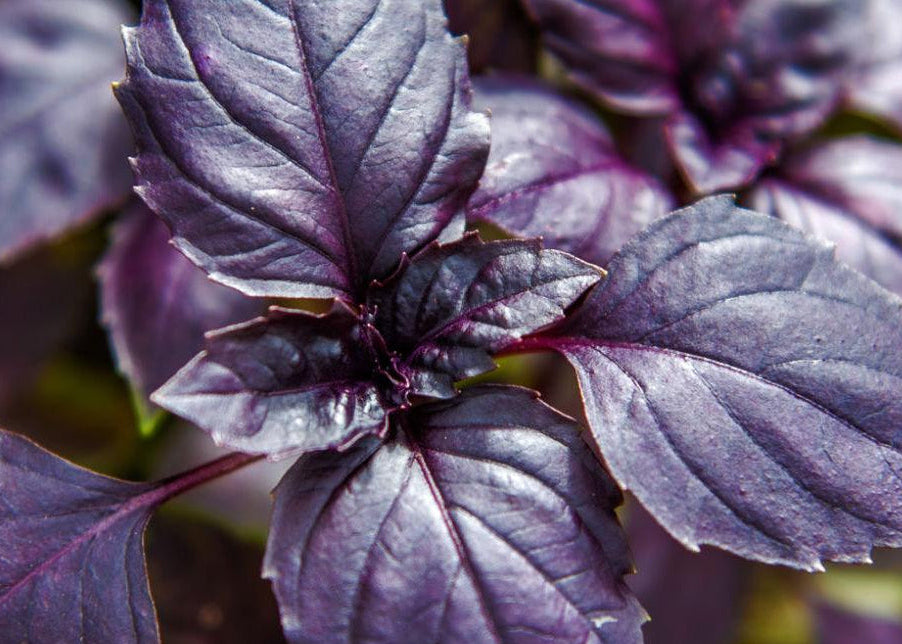 Close-up of dark purple basil leaves with visible veins and serrated edges, photographed in soft natural light with a blurred background.