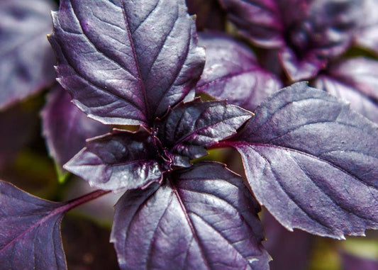 Close-up of dark purple basil leaves with visible veins and serrated edges, photographed in soft natural light with a blurred background.