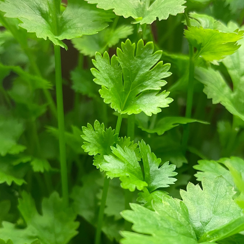 Close-up of fresh green coriander leaves and stems growing densely.