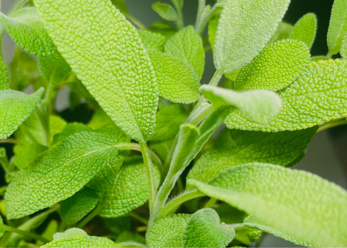 A close-up of a potted green sage herb plant with textured, wavy leaves growing in a black plastic pot.
