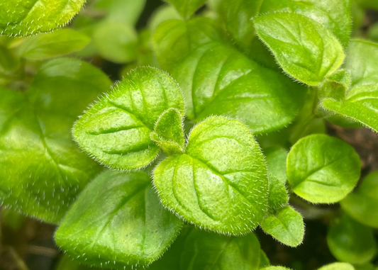 Close-up of a leafy green oregano herb plant with bright yellow-green new growth, growing in a dark container with other herbs visible at the edges.