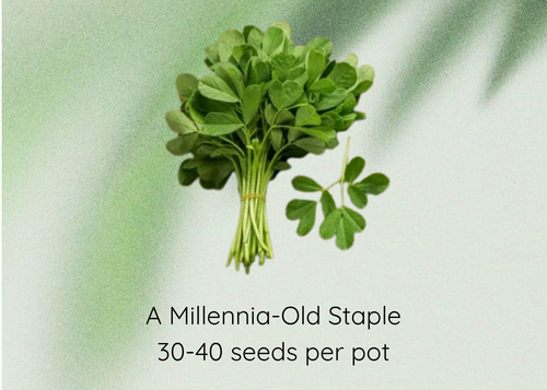 A bundle of fresh green methi seeds shown against a soft light green background with text reading 'Methi Seeds' and 'A Millennia-Old Staple / 30-40 seeds per pot'.