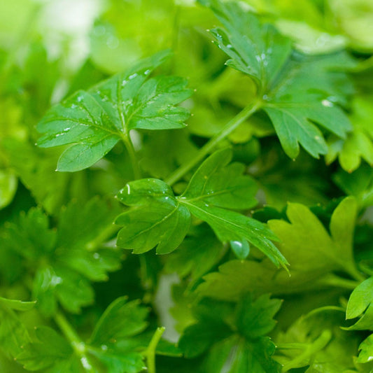 Fresh green parsley leaves with water droplets, shown in a close-up macro view.