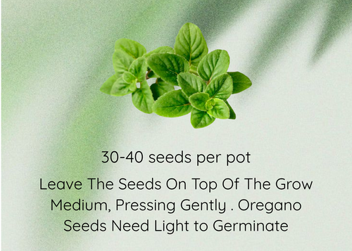 Instructional graphic for growing oregano seeds, featuring a small cluster of green oregano leaves in the center on a soft light green background with text detailing how to sow and care for the seeds.