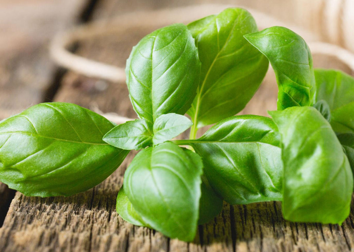 Fresh green basil leaves on a rustic wooden surface with a blurred beige background.