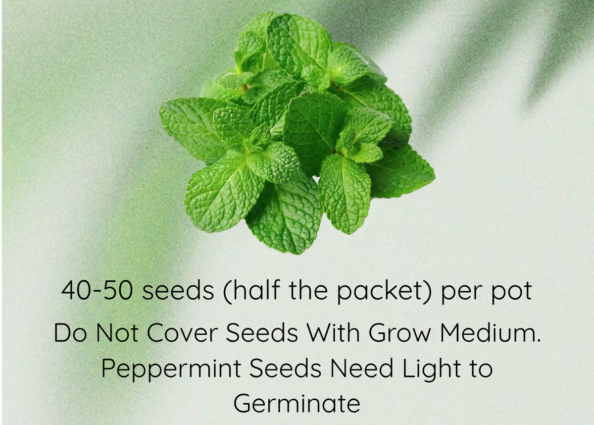 A graphic with the text 'Peppermint Seeds' above a cluster of fresh green peppermint leaves, with additional planting instructions below on a soft light green background.