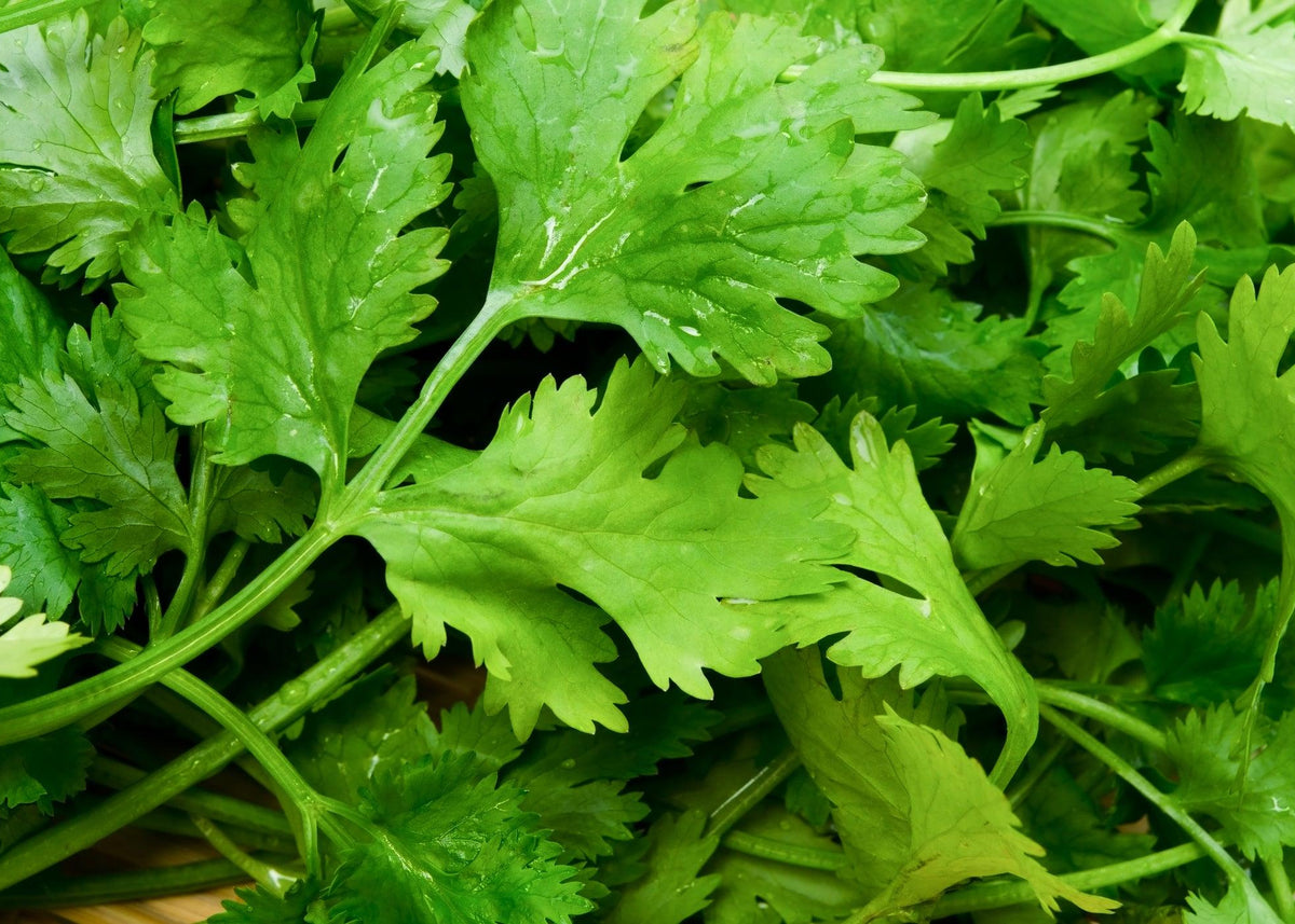 A close-up view of fresh green coriander leaves and stems, filling the frame.