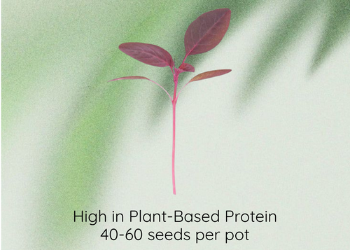 Red amaranthus seeds package graphic featuring a small red amaranthus sprig in the center, with text reading 'Red Amaranthus Seeds' at the top and 'High in Plant-Based Protein, 40-60 seeds per pot' at the bottom on a soft green background.