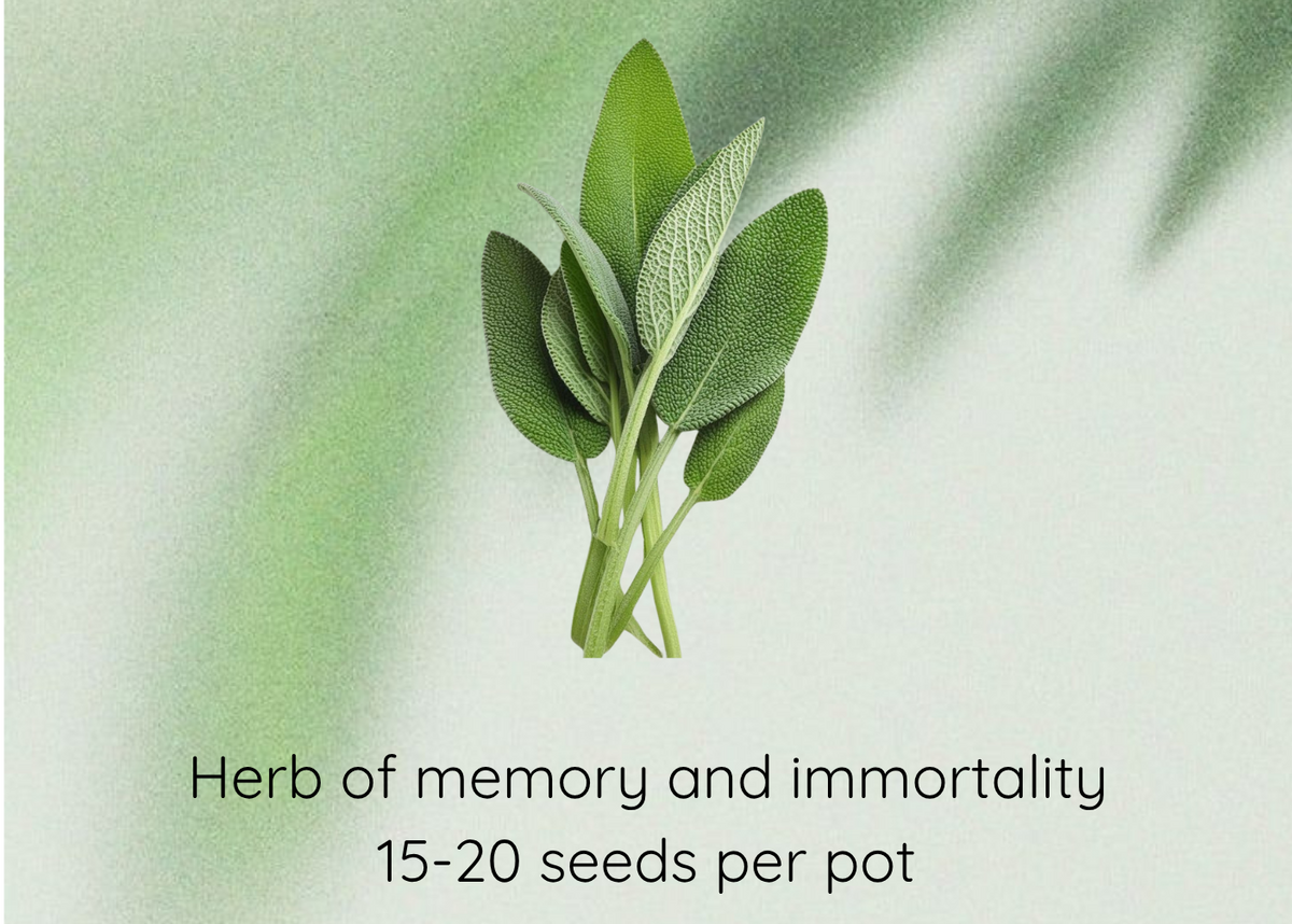 A graphic featuring a small cluster of fresh sage leaves centered on a soft light green background with text reading 'Sage Seeds' at the top and 'Herb of memory and immortality 15-20 seeds per pot' at the bottom.