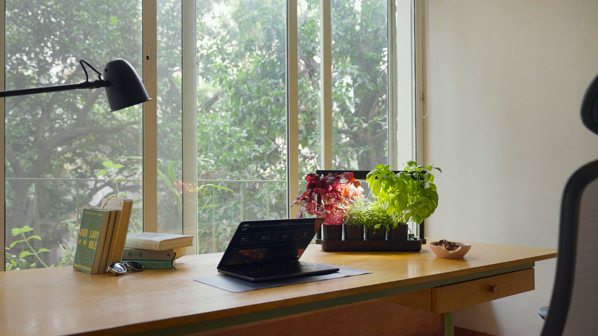 A wooden desk in a bright room with large windows showing green trees outside. On the desk are a black laptop, a black desk lamp, a stack of books, and a small planter with pink and green plants.