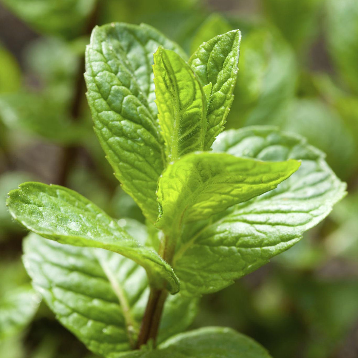 Fresh green mint leaves on a stem, photographed close up with a soft blurred natural background.