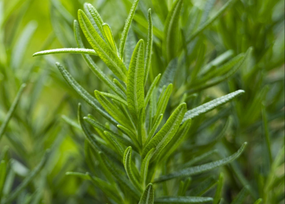 Close-up of fresh green rosemary leaves with a soft, blurred natural background.