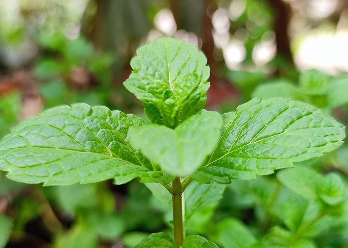 Close-up of green mint leaves with a blurred natural background