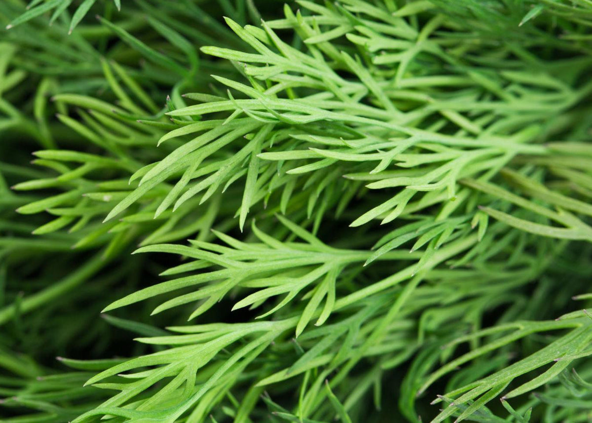 Close-up of fresh green dill herb leaves with fine feathery foliage filling the frame.