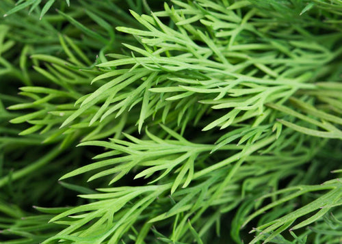 Close-up of fresh green dill herb leaves with fine feathery foliage filling the frame.